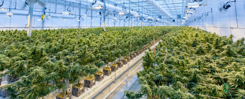 Research has proven that high-quality, contaminant-free cannabis products are more important than ever with the growing reforms and progress surrounding medical and recreational consumption. Marijuana is susceptible to contaminants similar to those that affect consumer food products.