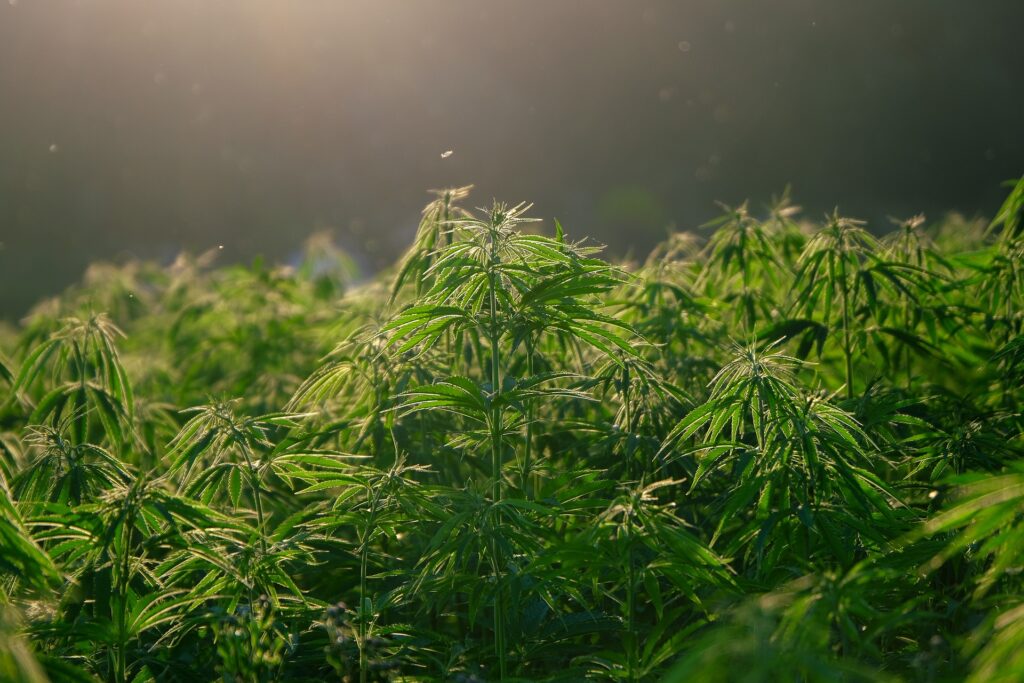 As the need for cannabis products skyrocket, farmers face the dilemma of increasing production at the mercy of pest and diseases. Pest and diseases like mildew, HPLV, molds, and fungi have continued to plague cannabis farms, with farmers seeking solace in pesticides.